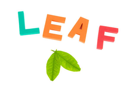 Leaves and leaf word, can be used for go green conceptの写真素材