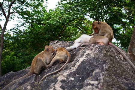 Monkey standing on the rock, Thailandの写真素材