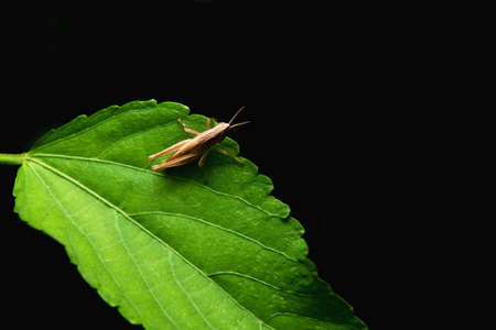 Brown grasshopper on green leafの写真素材