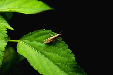 Top view of grasshopper on green leafの写真素材
