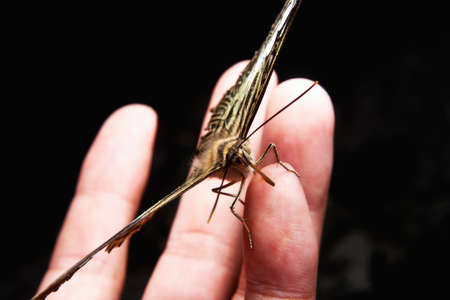 Butterfly standing on handの写真素材