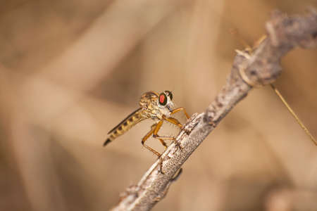 Brown dragonfry climbing on dead branch