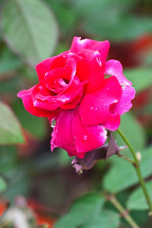 Closeup fresh pink rose flowerの写真素材