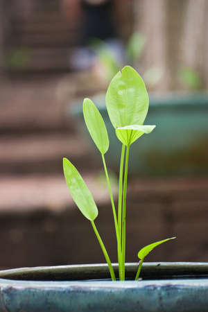 Closeup green leafの写真素材