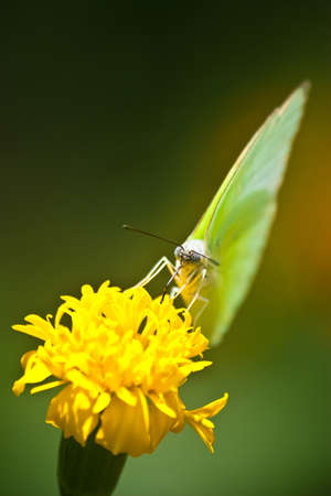 Green butterfly climb on yellow flowerの写真素材