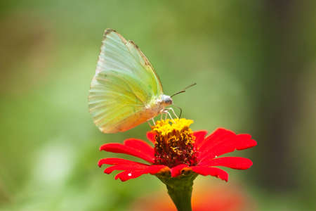 Green butterfly climb on red flowerの写真素材