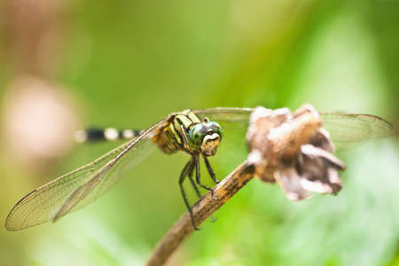 Closeup dragonfry insect climb on dead tree branchの写真素材
