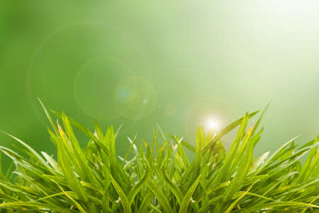 Green grass against lens flare, can be used for background