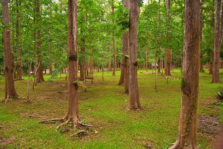 Tree forest and green grassの写真素材