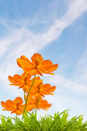 Yellow daisy and green grass, against cloud blue sky backgroundの写真素材