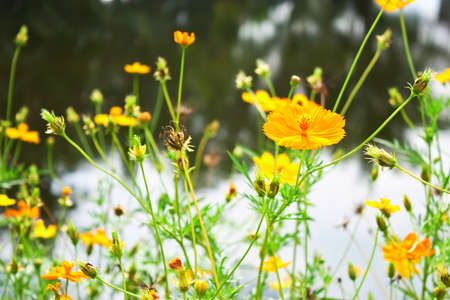 Yellow flower closeupの写真素材