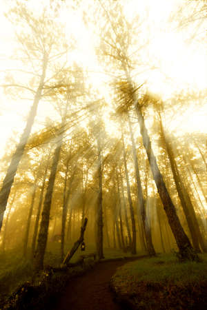 Sun beam through deep forest of natureの写真素材