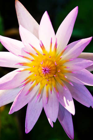 Top view of pink lotus flower closeupの写真素材