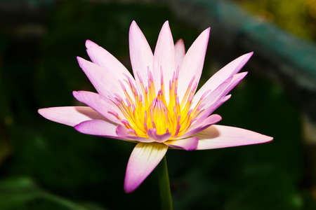 Beautiful pink lotus flowerの写真素材
