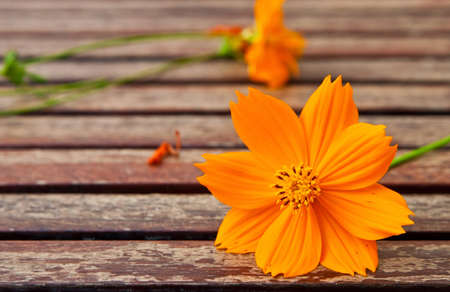 Closeup yellow daisy flowerの写真素材