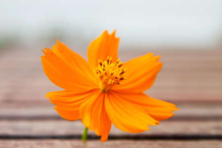 Yellow flowerの写真素材