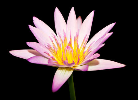 Pink lotus on black backgroundの写真素材