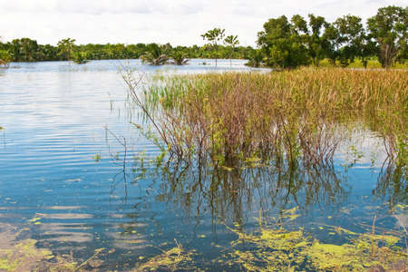 Water flooding over field and palm treeの写真素材