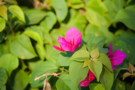 Pink Bougainvillea Flowerの写真素材