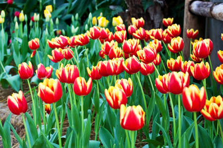 Red tulip flowers in the gardenの写真素材