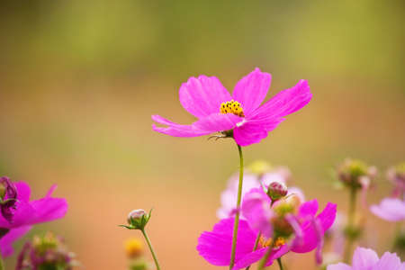 Closeup pink cosmos flowerの写真素材
