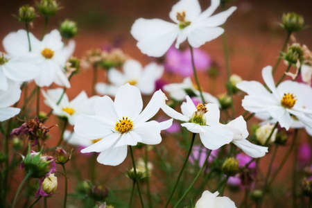 Closeup white cosmos flower in the gardenの写真素材