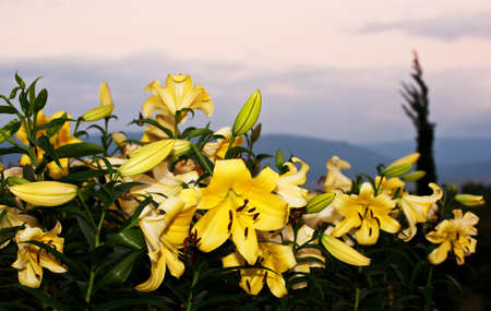 Yellow lily flowers in sunset backgroundの写真素材