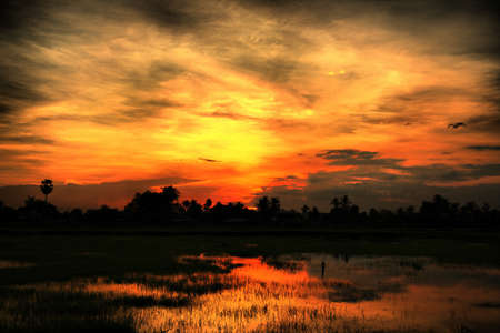 Burn grunge sunset on paddy field landscapeの写真素材