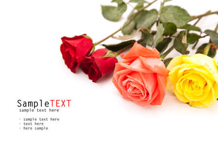 Colorful rose flower on white backgroundの写真素材