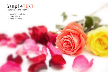 Rose flower on white backgroundの写真素材