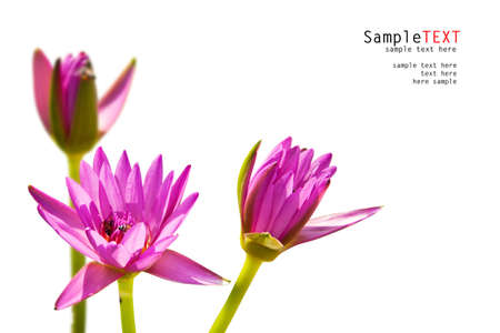 Pink lotus flower on white backgroundの写真素材