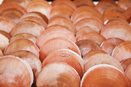 Pattern of cover shell backgroundの写真素材