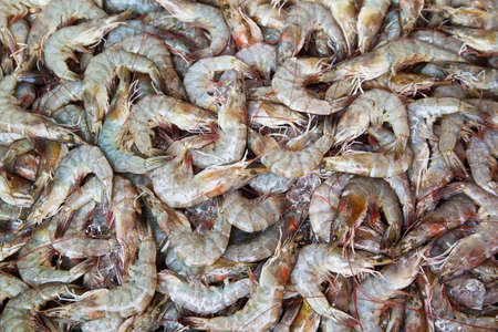 Fresh shrimpsの写真素材