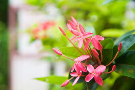 Pink ixora flower closeupの写真素材