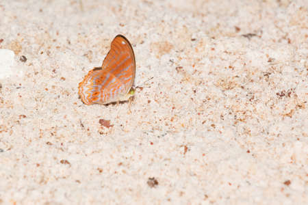 Butterfly insect on white sand closeupの写真素材