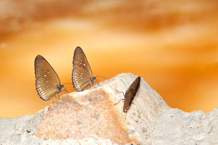 Butterfly insects closeupの写真素材
