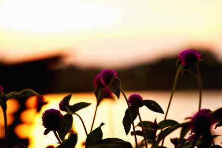 Flowers against sunset backgroundの写真素材