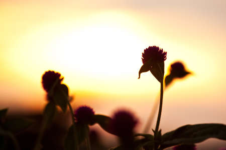 Flowers in a meadow against sunset backgroundの写真素材