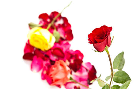 Red rose flower on white backgroundの写真素材