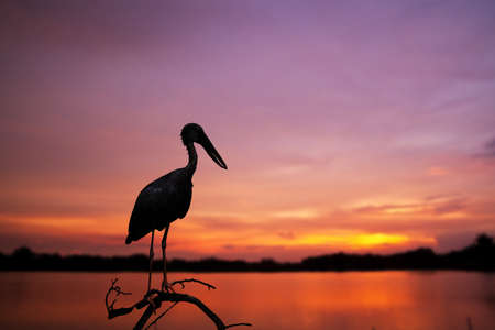 Asian openbill on sunset backgroundの写真素材