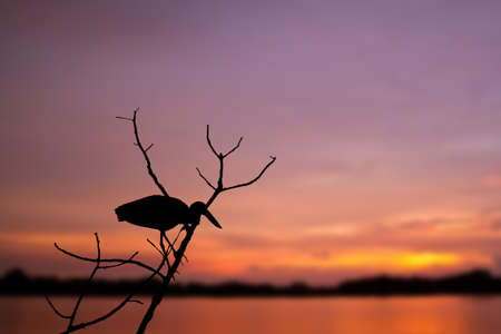 Sillouette openbill against sunset backgroundの写真素材