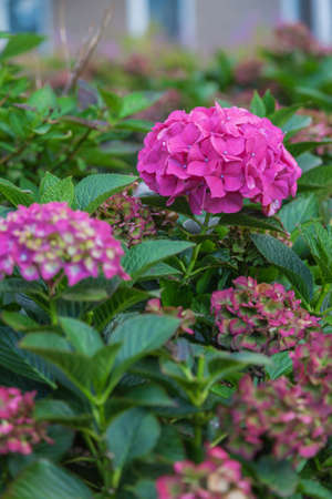 Pink flower close up in garden fieldの写真素材