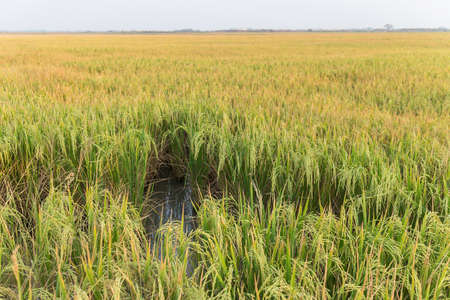 Landscape of green rice farmの写真素材