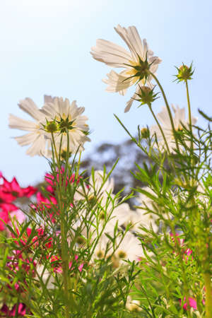 White cosmos flower against blue sky backgroundの写真素材