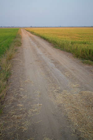 Country road along green rice farm landscapeの写真素材