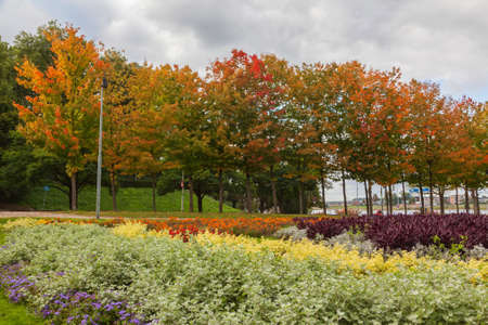 Autumn trees landscape in the garden, The Netherlandの写真素材