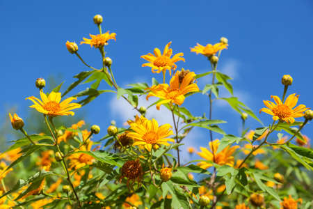 Yellow daisy flower against blue sky backgroundの写真素材