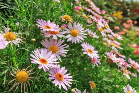 Beautiful pink daisy flowers in the gardenの写真素材