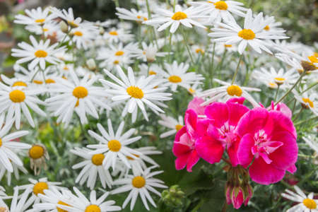 Close up pink flower against white daisy flowers backgroundの写真素材