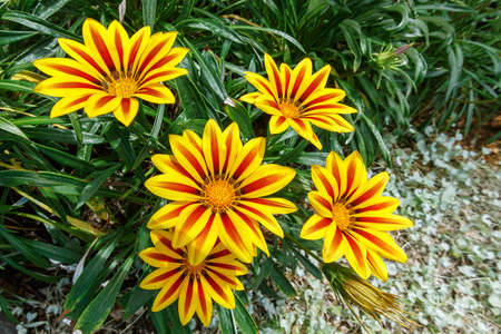 Beautiful yellow and red flower close upの写真素材